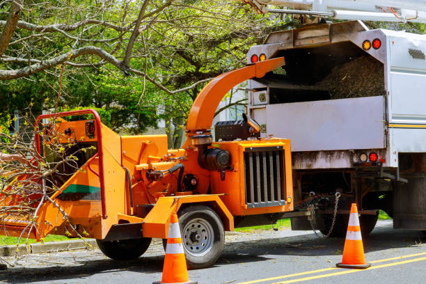 Trusted Seville, OH  Tree Services Experts